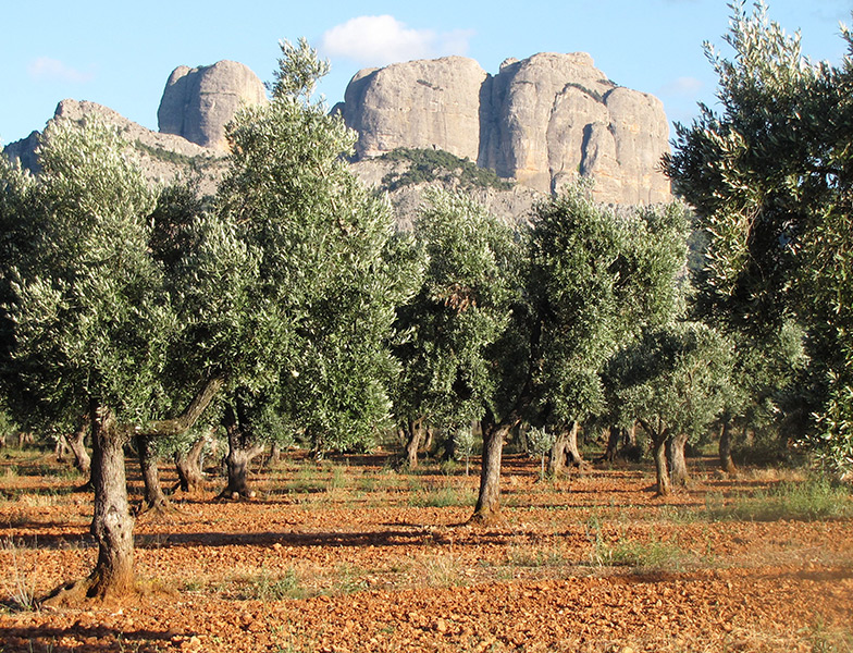 Entorno de los aceites de oliva extra